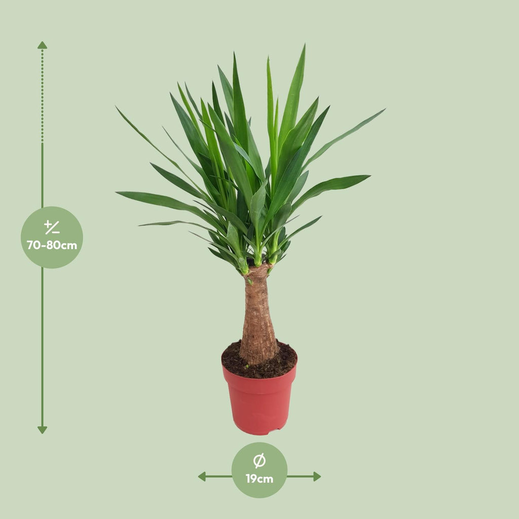 Yucca "Maya Tree" 30stam – Ø19 cm, 80 cm hoog