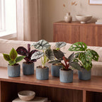 6× Baby Plants Jungle Mix incl. Linnea Misty Blue – Ø6 cm, 10–15 cm tall