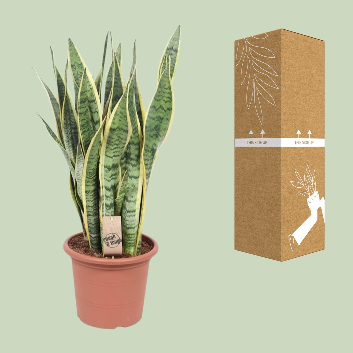 Sansevieria trifasciata Laurentii (svigermors tunge) – Ø25 cm, 85 cm høj