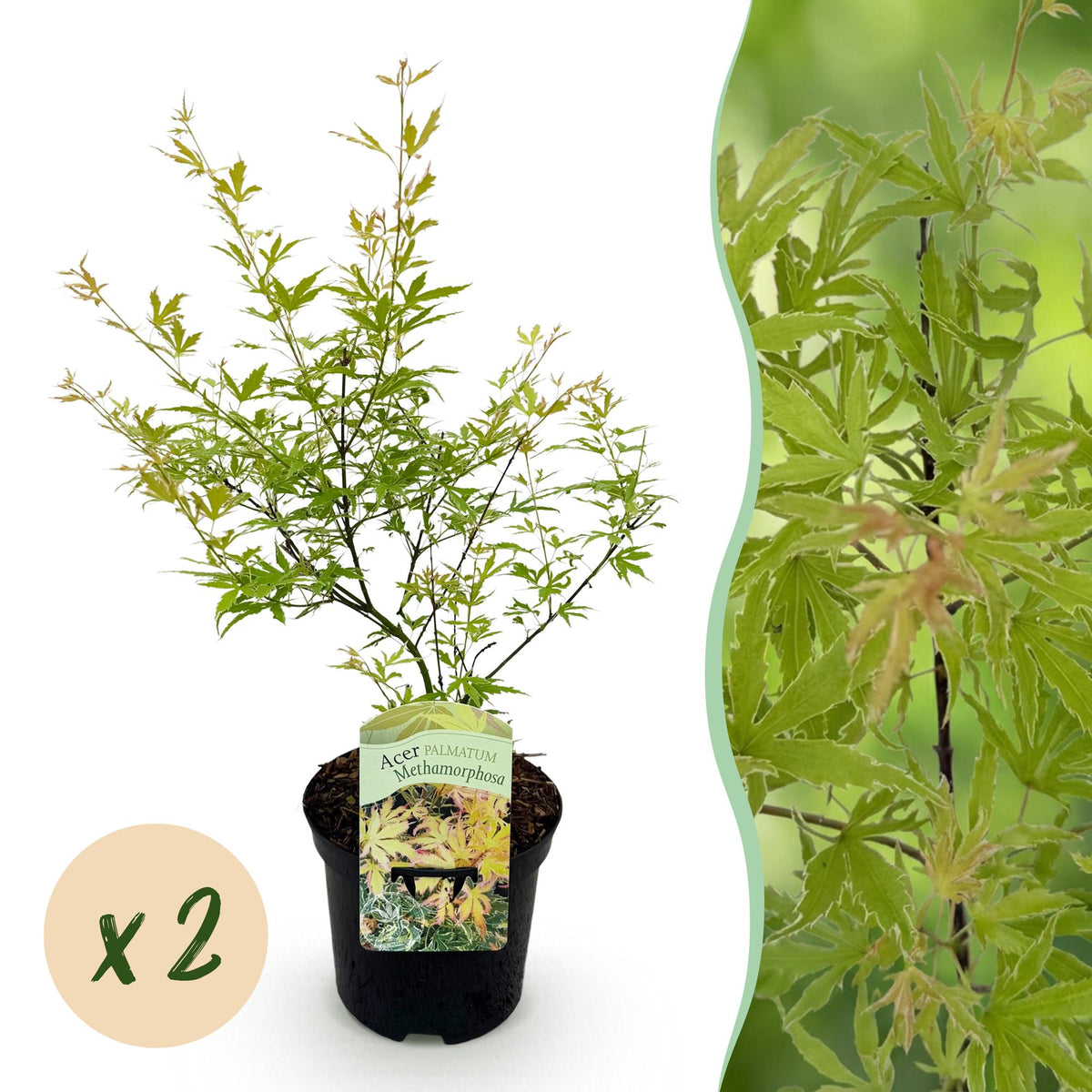 Acer palmatum 'Methamorphosa' (Japanse esdoorn) – 2 planten, Ø19 cm, 70 cm hoog