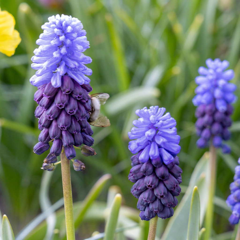 Breitblättrige Blausternopal (Muscari latifolium) – 50 Blumenzwiebeln (Zwiebelgröße 5/6)