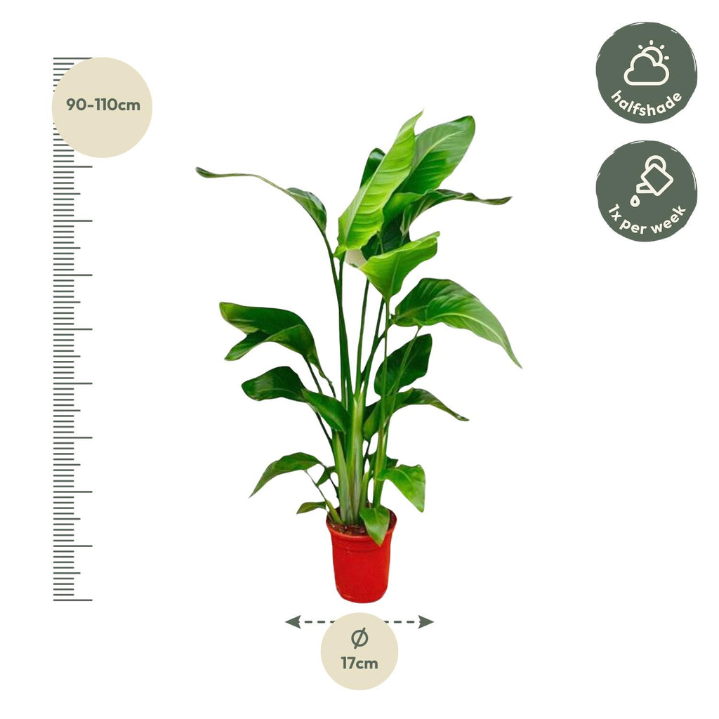 Strelitzia nicolai (vit paradisfågelblomma) – Ø17 cm, 70 cm hög – cm – bild 2