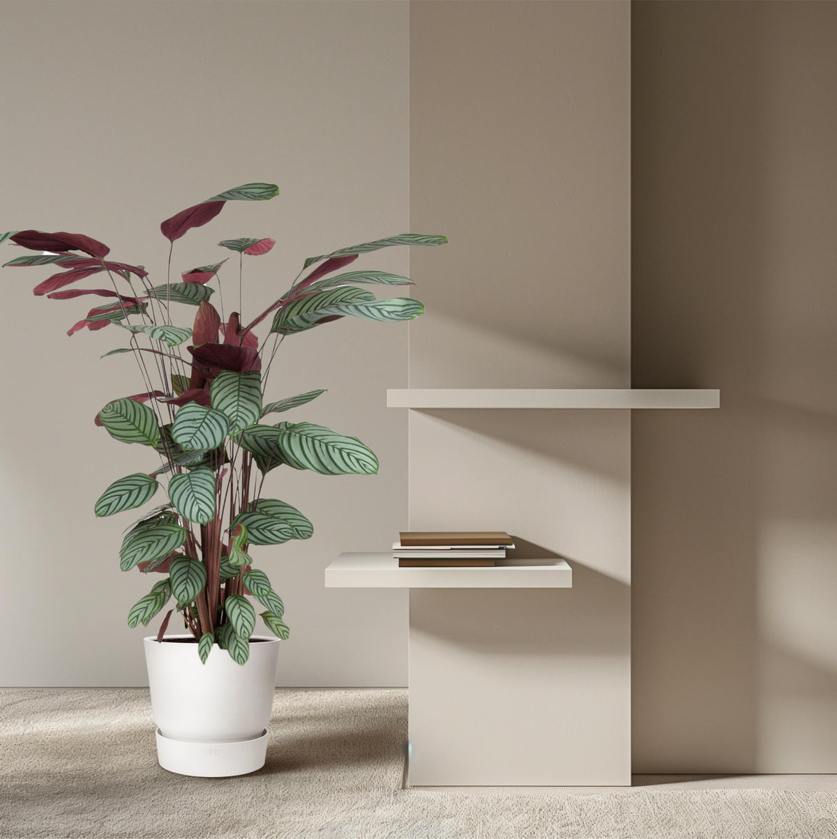 Calathea Oppenheimiana – Ø 27 cm, 130 cm hoch