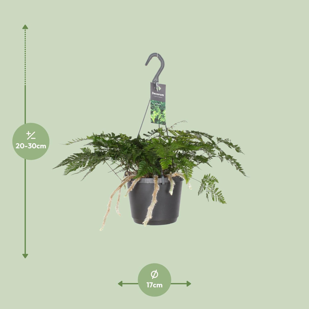 Davallia Bullata (hazenpootvaren) – Ø17 cm, 30 cm hoog