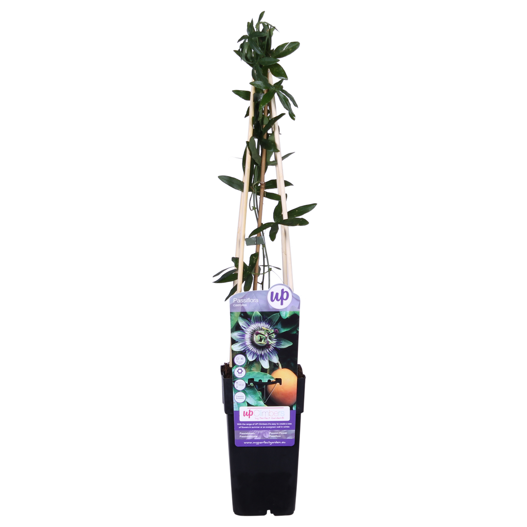 Passiflora 'Caerulea' (passion flower) – Ø15 cm, 65 cm high – photo 5