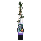 Passiflora 'Caerulea' (passion flower) – Ø15 cm, 65 cm high