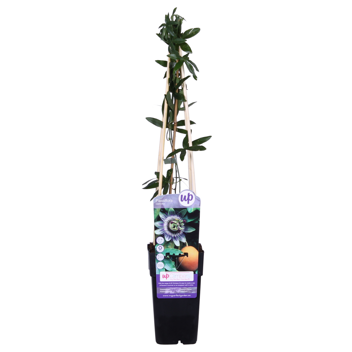 Passiflora 'Caerulea' (passion flower) – Ø15 cm, 65 cm high – photo 5