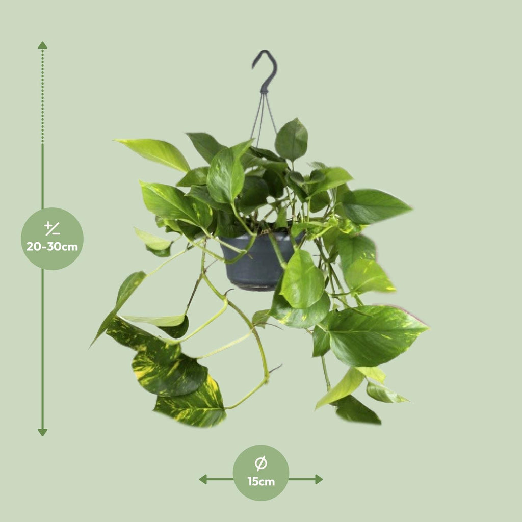 Epipremnum aureum (Scindapsus) – Ø 15 cm, 25 cm hoch