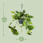 Epipremnum aureum (Scindapsus) – Ø 15 cm, 25 cm hoch