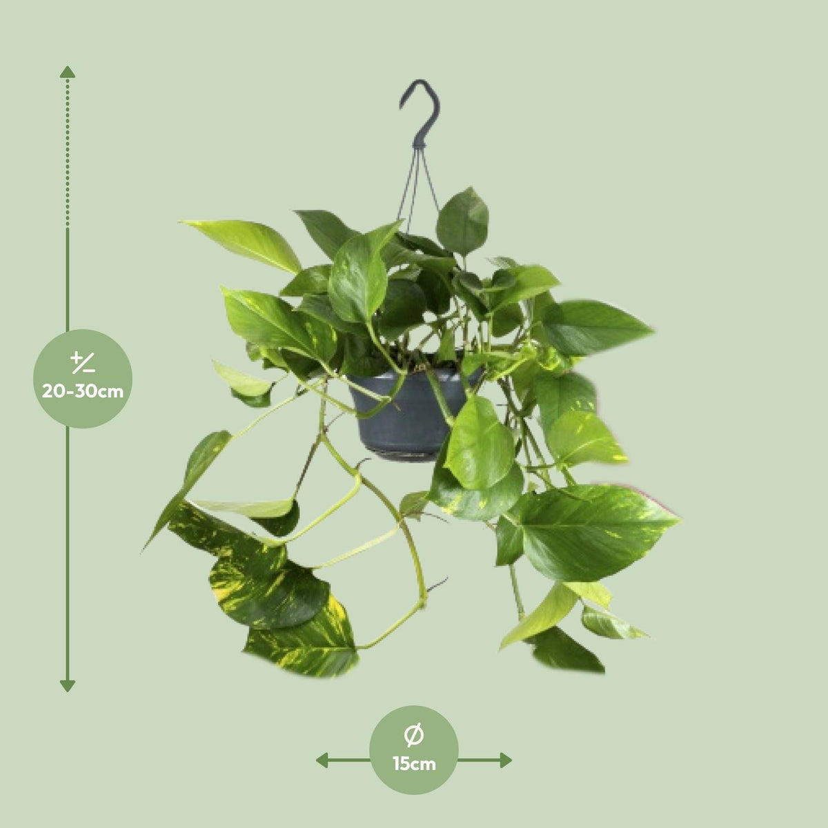 Epipremnum aureum (scindapsus) – Ø15 cm, 25 cm høj