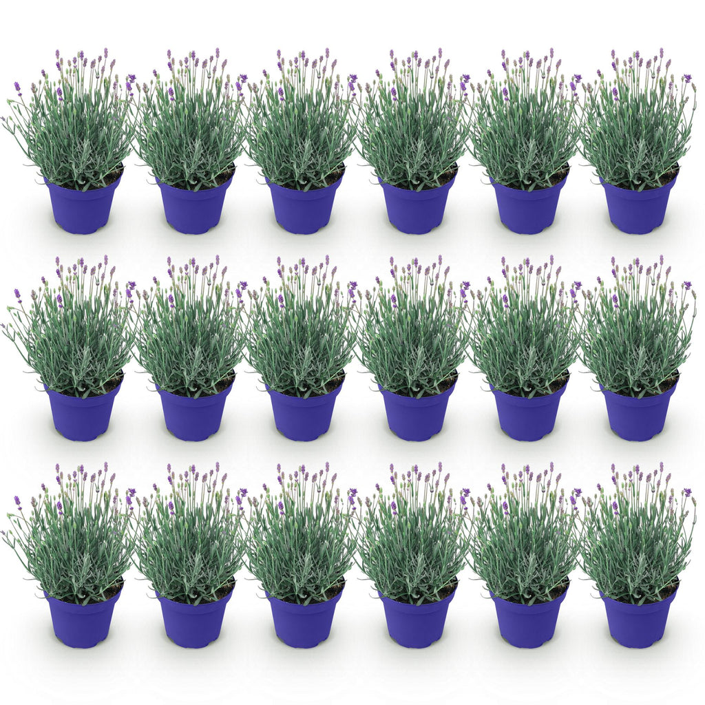 Lavandula angustifolia 'Hidcote' (lavande) – violet – 18 plants, Ø12 cm, 15–25 cm de haut – photo 2