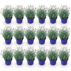 Lavandula angustifolia 'Hidcote' (lavande) – violet – 18 plants, Ø12 cm, 15–25 cm de haut