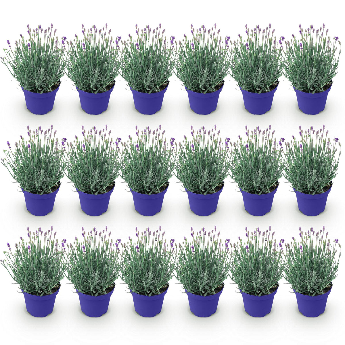 Lavandula angustifolia 'Hidcote' (lavendel) – paars – 18 planten, Ø12 cm, 15–25 cm hoog