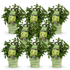 Hydrangea panniculata 'Groundbreaker Greeny' (hortensia paniculé) – crème – 8 plants, Ø14 cm, 20–25 cm de haut