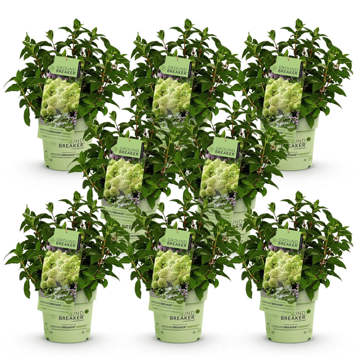 Hydrangea panniculata 'Groundbreaker Greeny' (pluimhortensia) – crème – 8 planten, Ø14 cm, 20–25 cm hoog