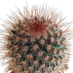 Kaktusmix (Cactaceae) – Ø6 cm, 13 cm høj