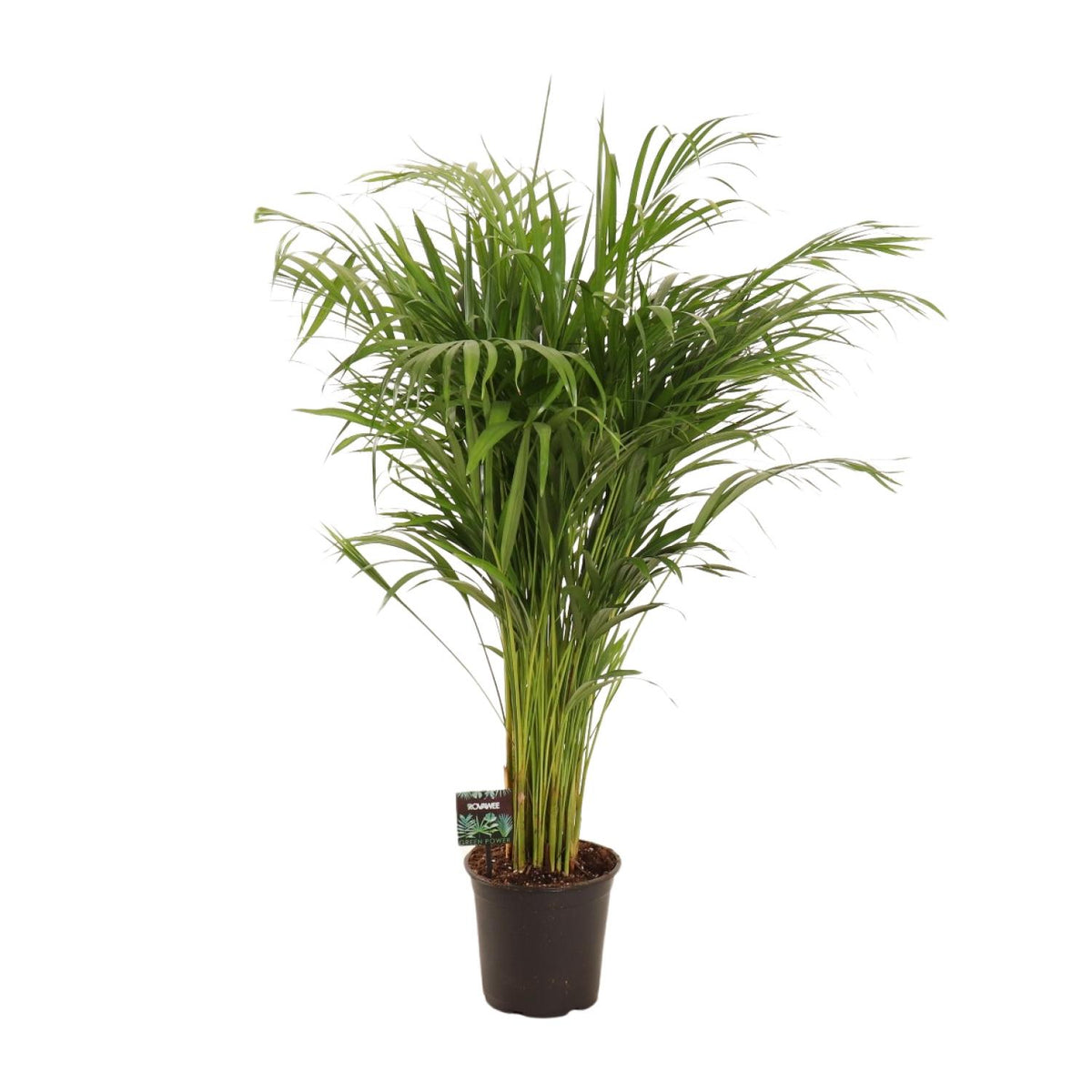 Dypsis lutescens (goudpalm) – Ø21 cm, 110 cm hoog
