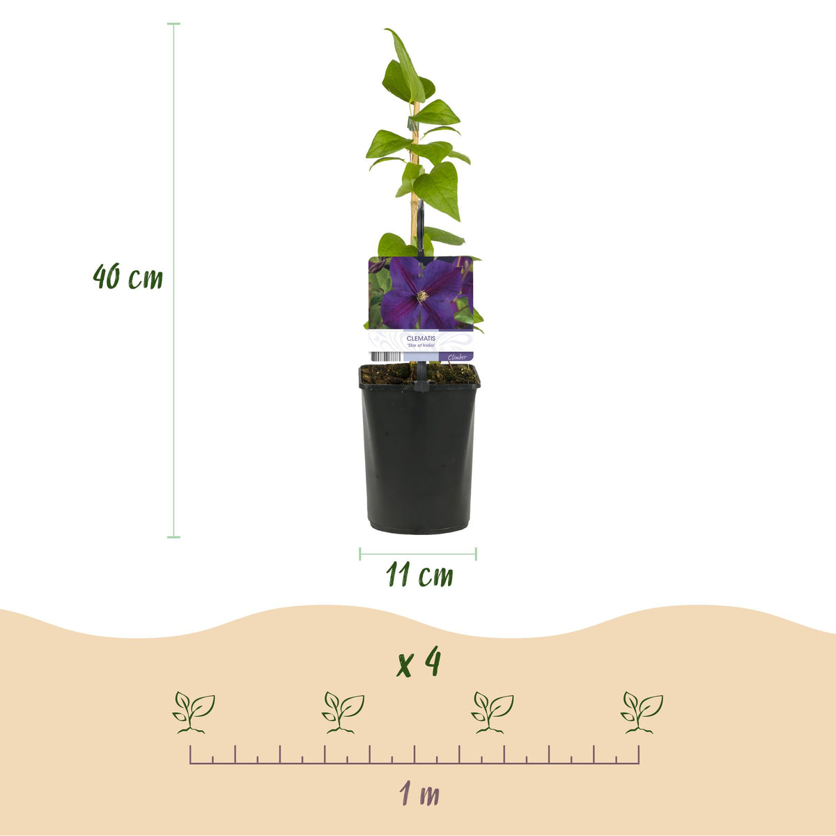 Clematis 'Star Of India' (bosrank) – roze – 2 planten, Ø11 cm, 40 cm hoog