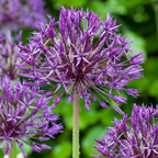 Sierui 'Purple Rain' – 40 blomsterløg (løgstørrelse 10/12)