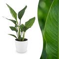 Strelitzia reginae (bird of paradise) in white Potter decorative pot – Ø12 cm, 35 cm high