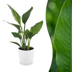 Strelitzia reginae (bird of paradise) in white Potter decorative pot – Ø12 cm, 35 cm high