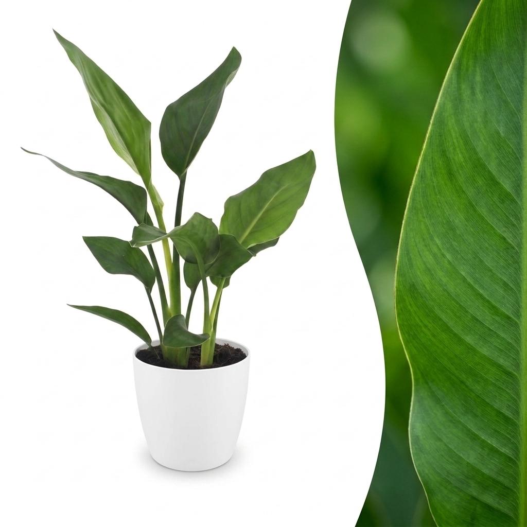 Strelitzia reginae (paradijsvogelbloem) in Potter-sierpot wit – Ø12 cm, 35 cm hoog