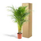 Arekapalmsväxt (Dypsis) – Ø21 cm, 100 cm hög