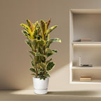 Arbuste Ficus elastica Tineke (plante caoutchouc) – Ø28 cm, 140 cm de haut