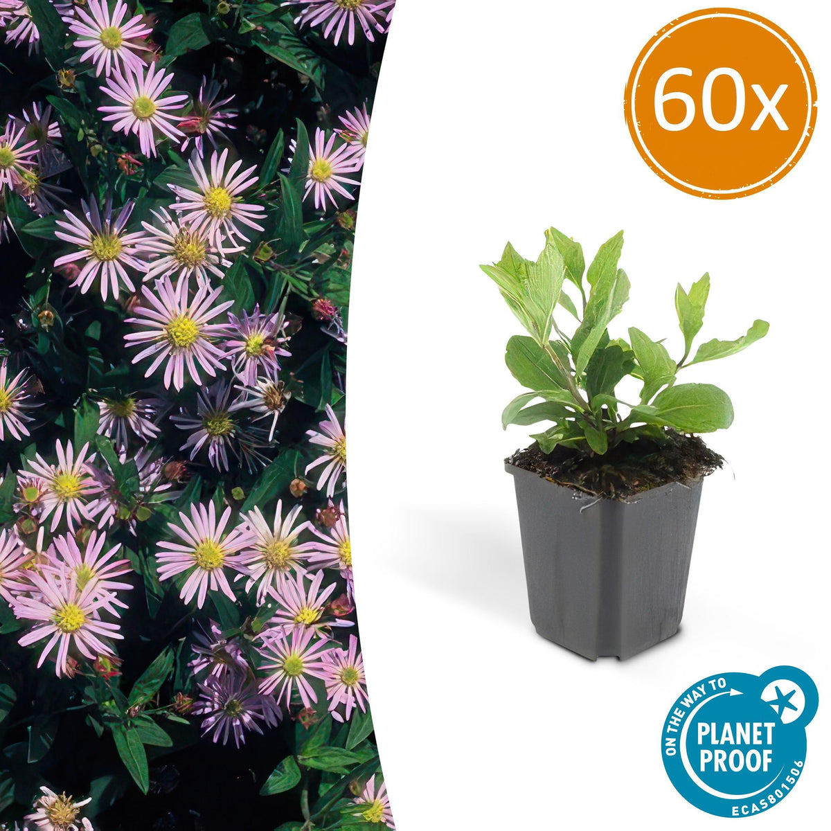 Aster ageratoides 'Asran' – 60 Pflanzen, Ø9 cm, 10–25 cm hoch
