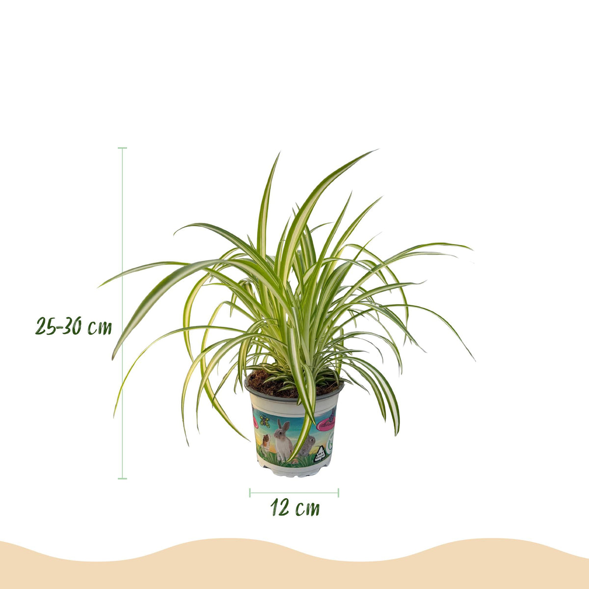2× Chlorophytum comosum Variegatum (graslelie) in Potter-sierpot wit – Ø12 cm, 20 cm hoog