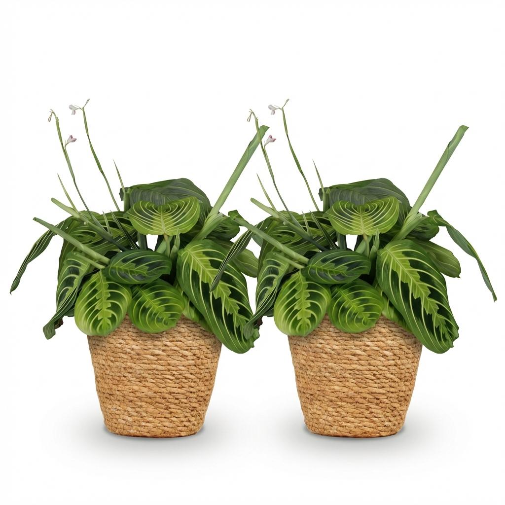 2× Maranta Fascinator Lemon Lime (gebedsplant) met mand – Ø12 cm, 25 cm hoog