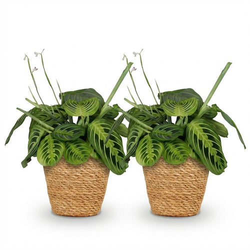 2× Maranta Fascinator Lemon Lime (gebedsplant) met mand – Ø12 cm, 25 cm hoog