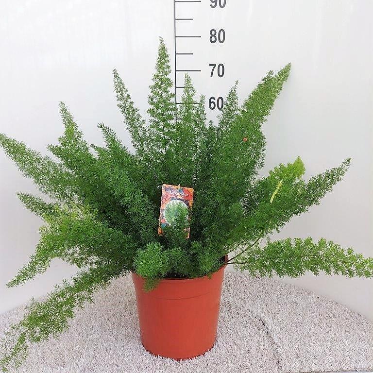 Asparagus D. Meyers (Schwertfarn) – Ø 27 cm, 60 cm hoch