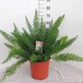 Asparagus D. Meyers (Schwertfarn) – Ø 27 cm, 60 cm hoch