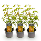 Acer palmatum 'Orange Dream' (Japanischer Ahorn) – orange – 3 Pflanzen, Ø 12 cm, 35 cm hoch
