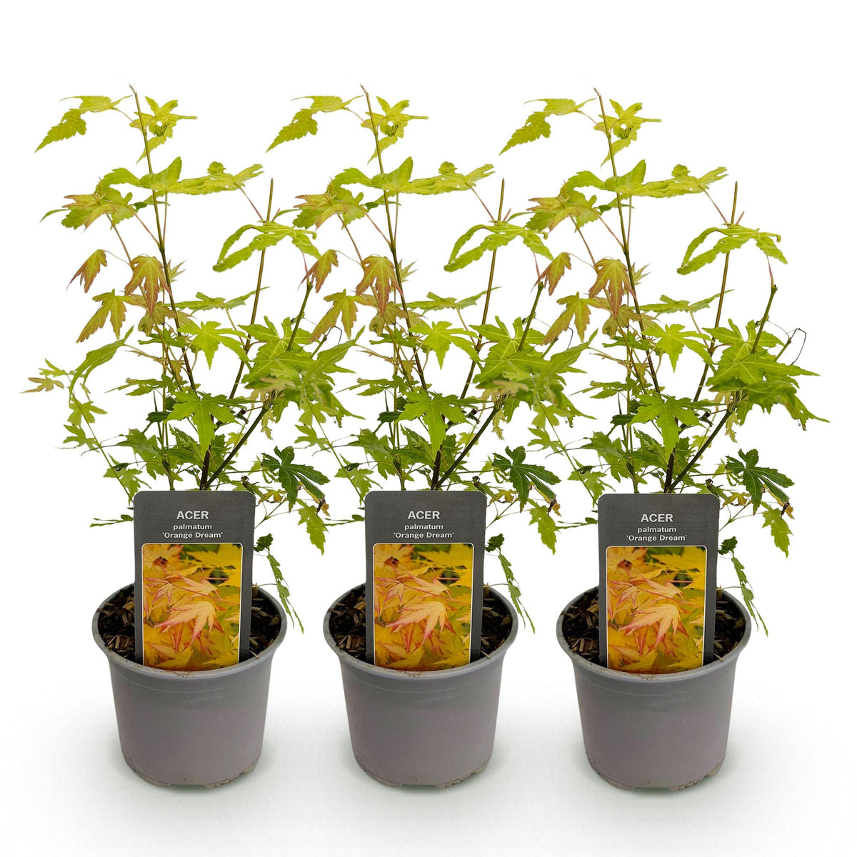 Acer palmatum 'Orange Dream' (Japanse esdoorn) – oranje – 3 planten, Ø12 cm, 35 cm hoog
