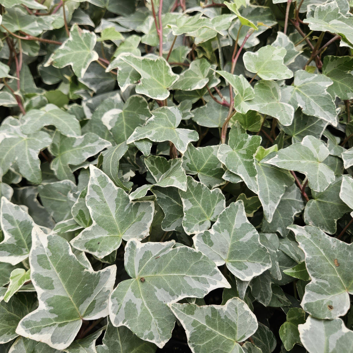 Hedera helix 'Glacier' (klimop) – 48 planten, Ø9 cm, 10–25 cm hoog – foto 5