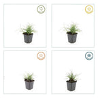 Luzula nivea (snowy woodrush) – 6 plants, Ø9 cm, 10–25 cm high