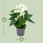 Anthurium White (flamingoplant) – Ø12 cm, 43 cm hoog