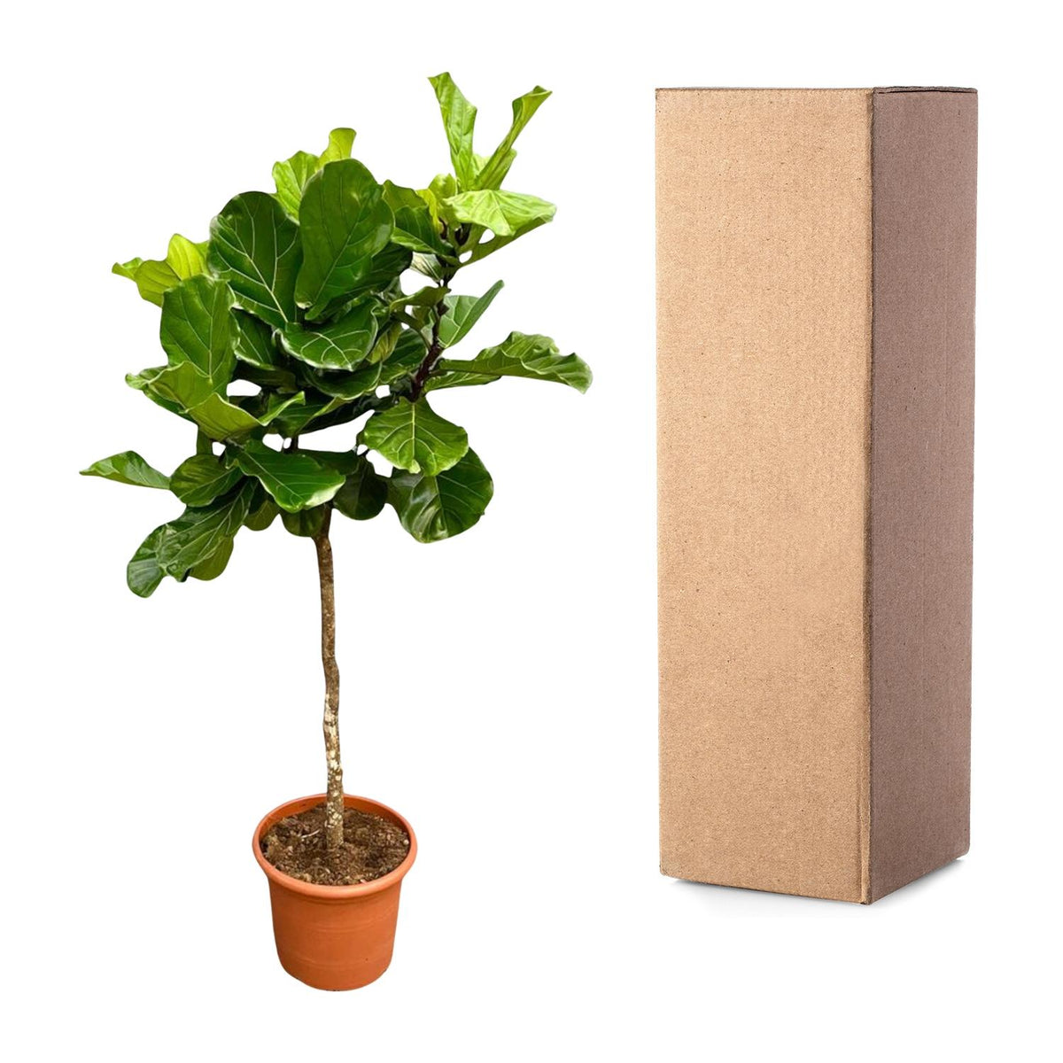 Ficus lyrata boom XXL (vioolbladplant) – Ø40 cm, 210 cm hoog
