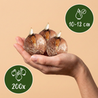 Blumenzwiebelpaket Schattengarten – 200 Blumenzwiebeln (Zwiebelgröße 10/12)