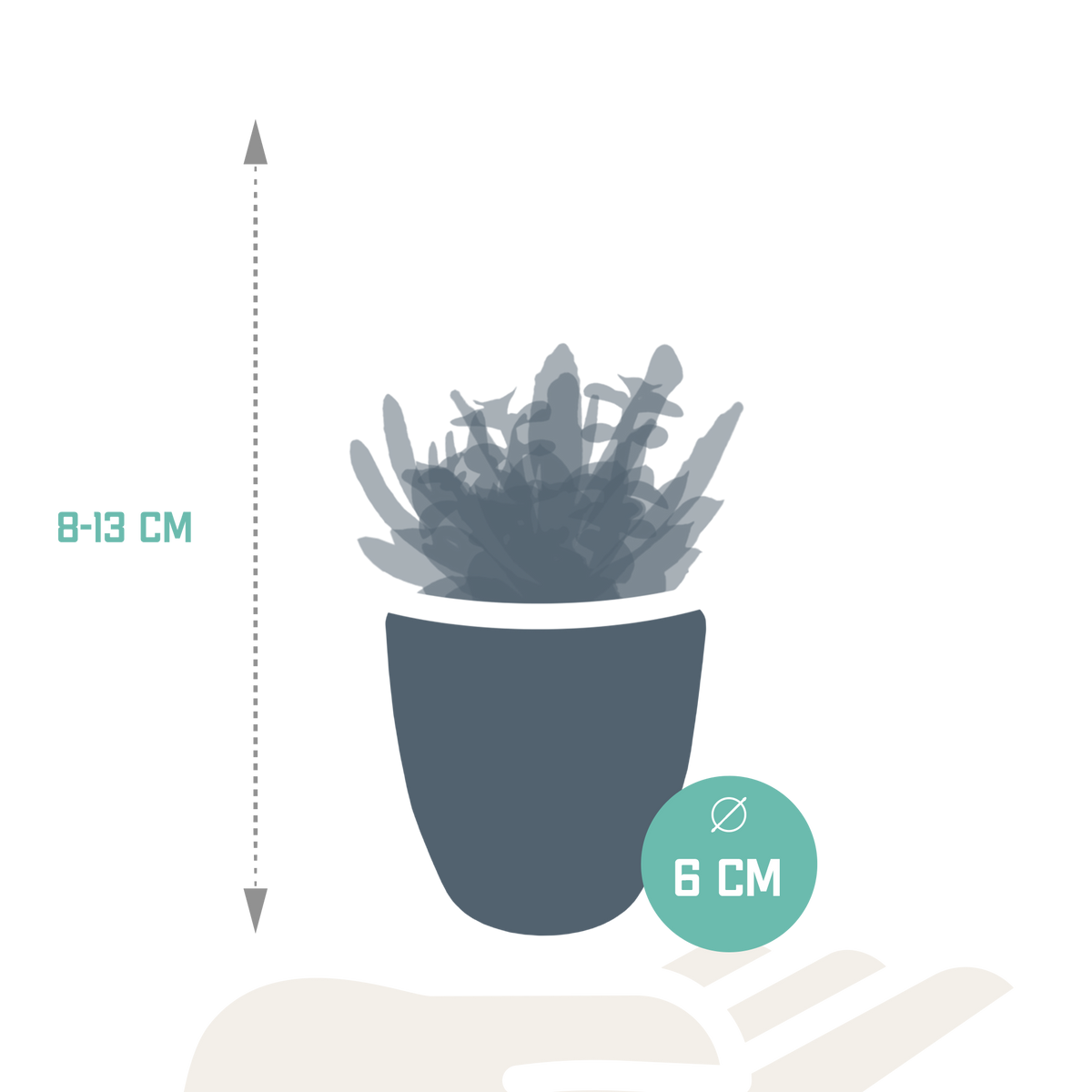 Sukkulenten in weißem Topf – Ø 6 cm, 13 cm hoch