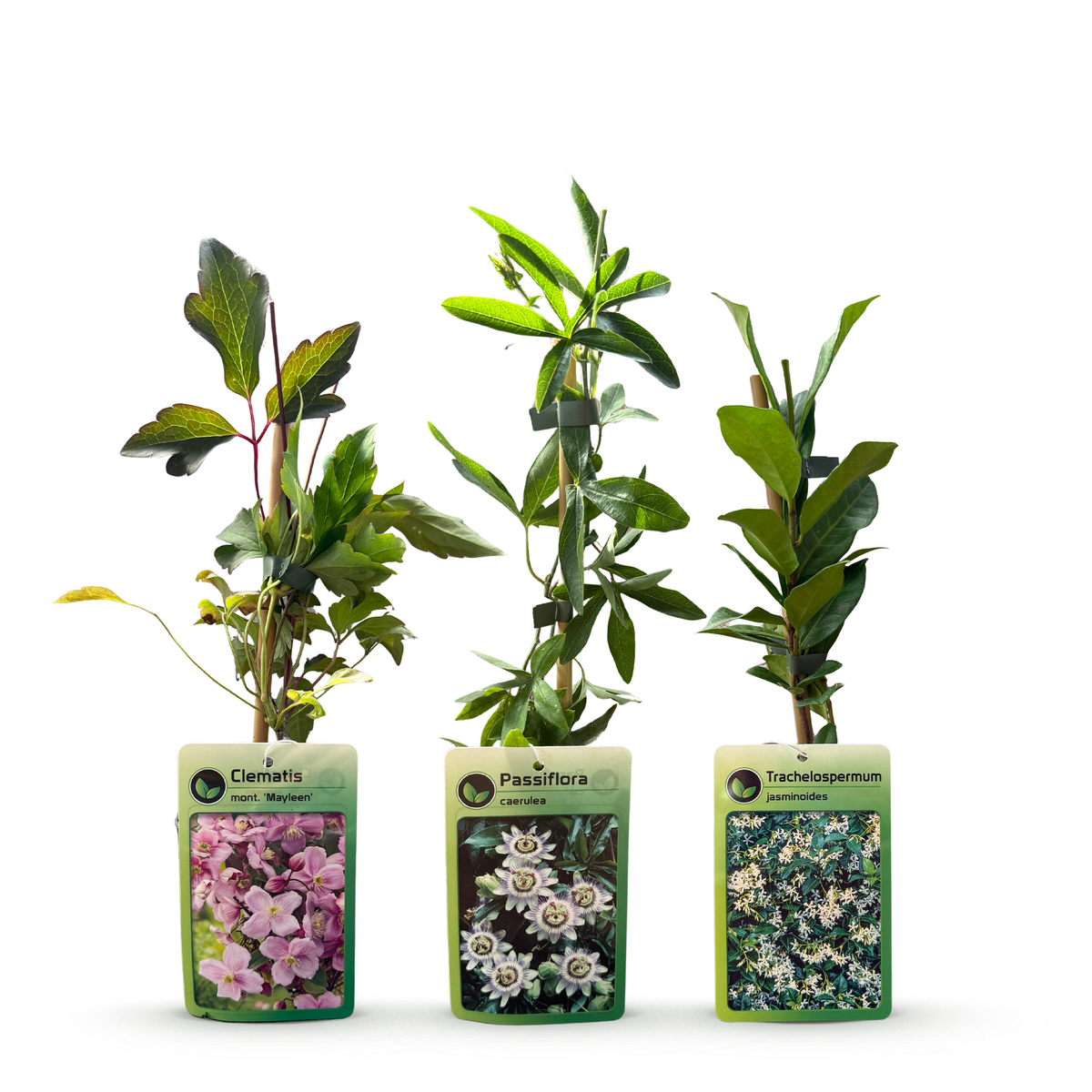 Klimplantenset Driekleurig – lichtroze-wit-paars – 12 planten, Ø9 cm, 35 cm hoog