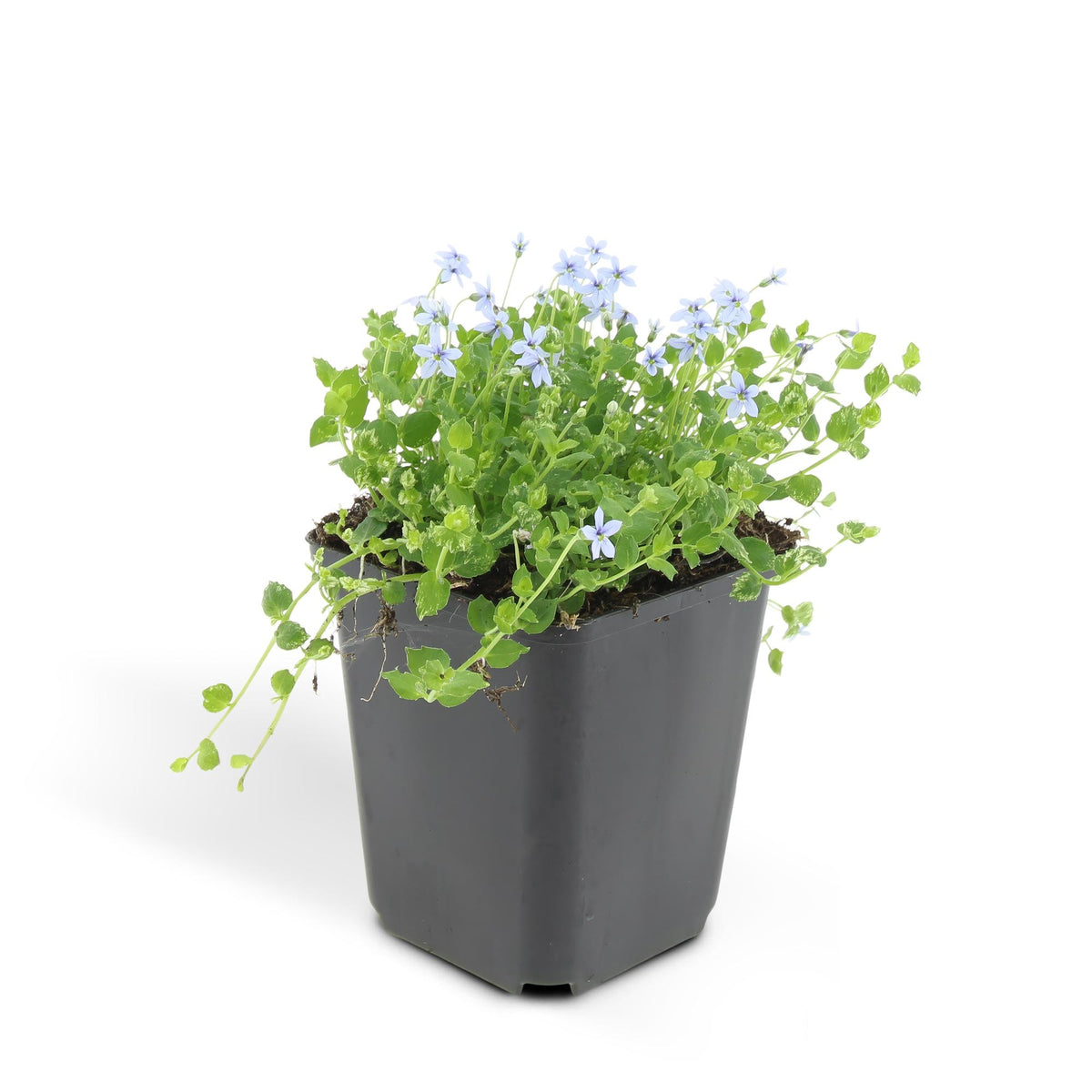 Isotoma fluviatilis (blue carpet) – 6 plants, Ø9 cm, 10–25 cm high – photo 4
