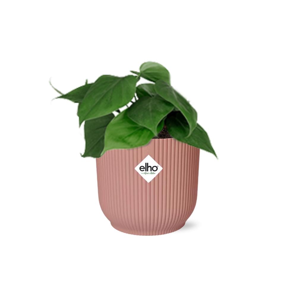 Philodendron scandens in ELHO Vibes Fold 14 cm rosa – 25 cm hoch