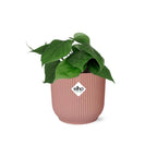 Philodendron scandens in ELHO Vibes Fold 14 cm rosa – 25 cm hoch