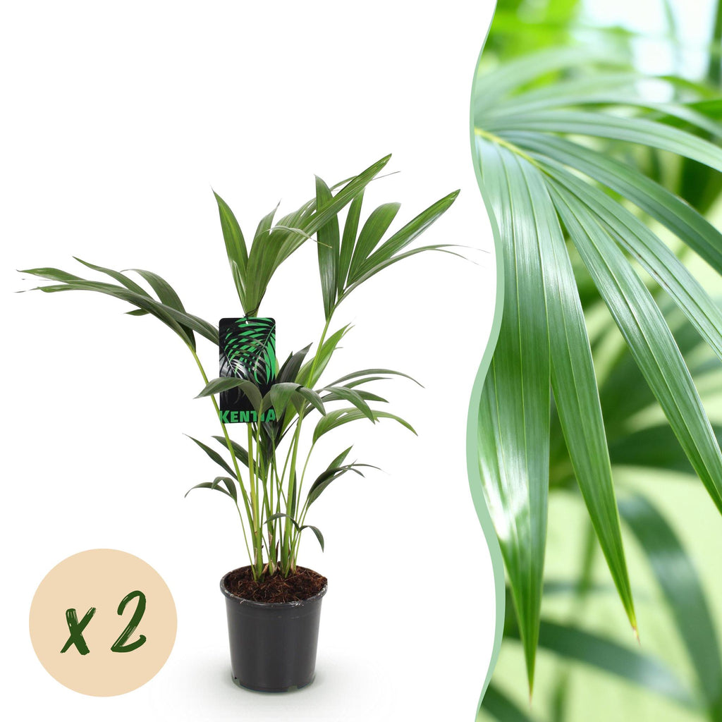 2× Howea forsteriana (palmier kentia) – Ø17 cm, 70–75 cm de haut