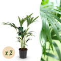 2× Howea forsteriana (palmier kentia) – Ø17 cm, 70–75 cm de haut