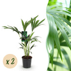 2× Howea forsteriana (palmier kentia) – Ø17 cm, 70–75 cm de haut