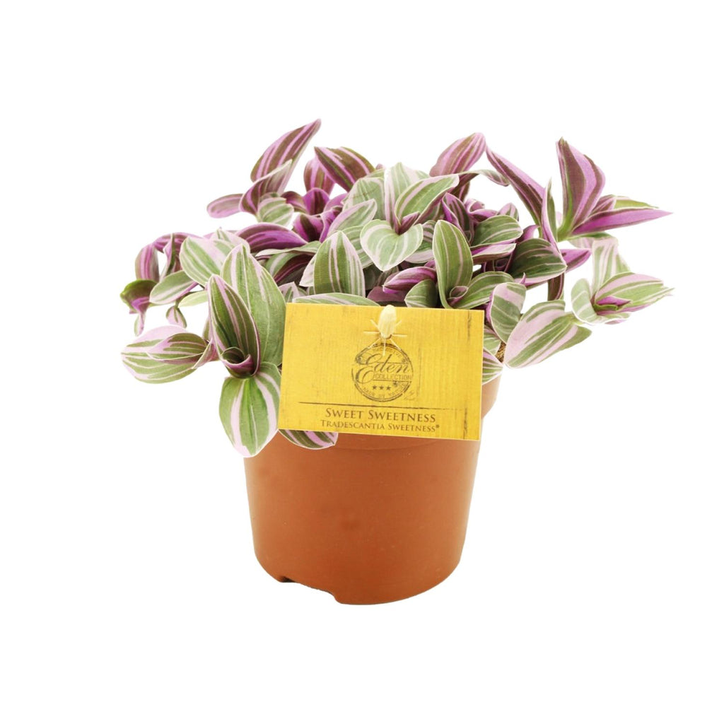 Tradescantia Sweetness – Ø11 cm, 10 cm hoog